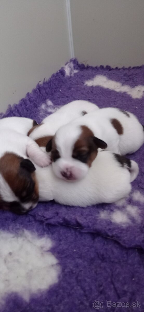 Jack Russell teriér s průkazem původu  - pejsek - 2