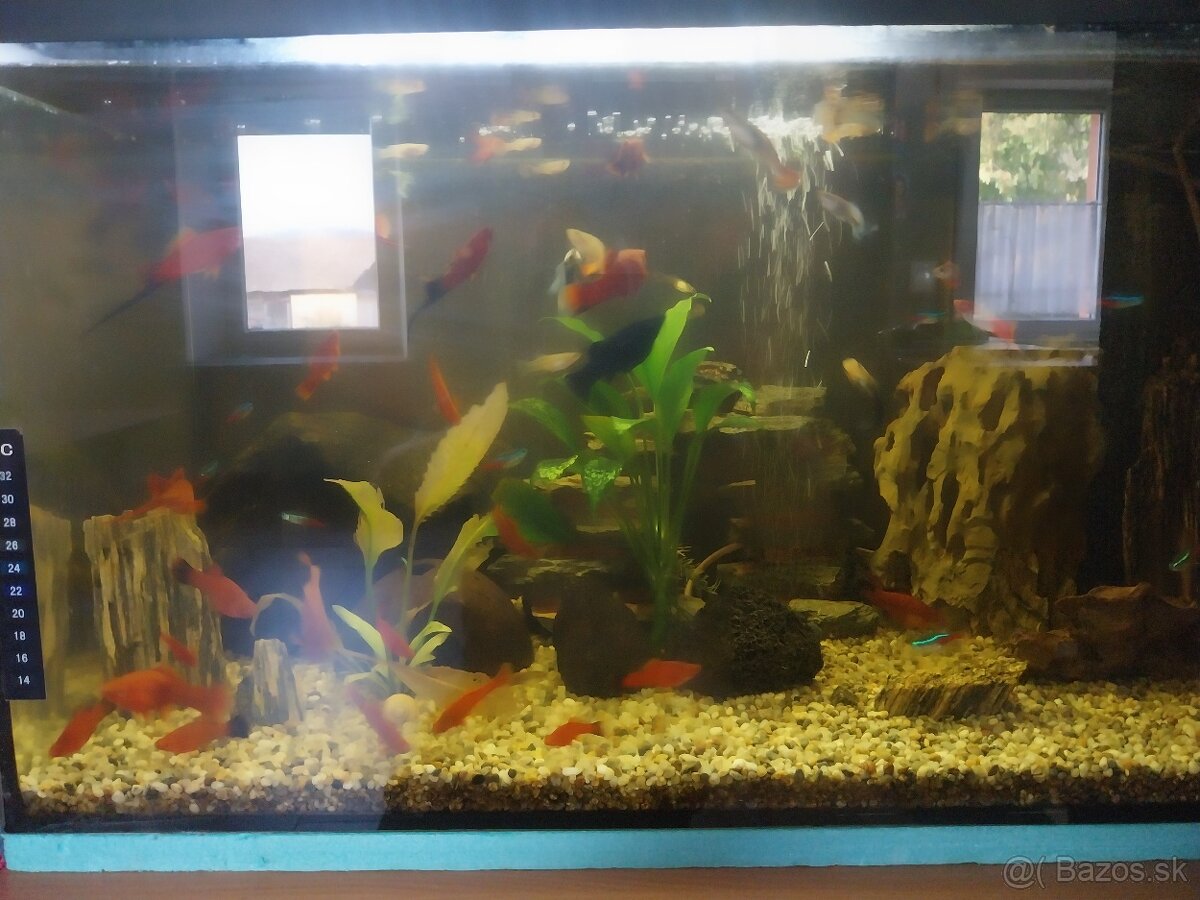 Akvárium diversa 120l a 54l veľa ryb - 2