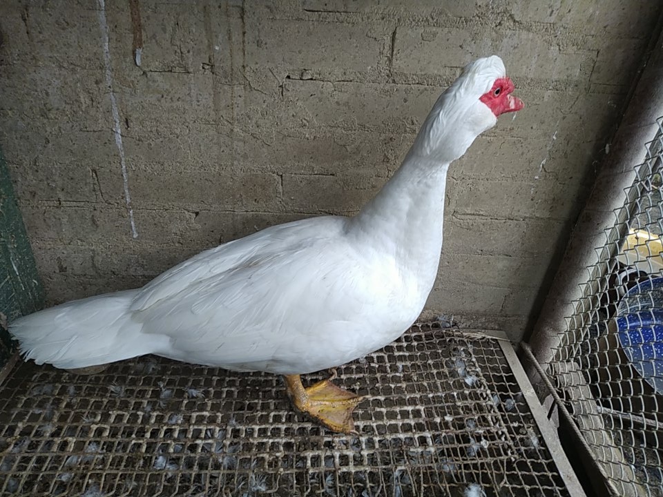 Pižmová kačica - 2