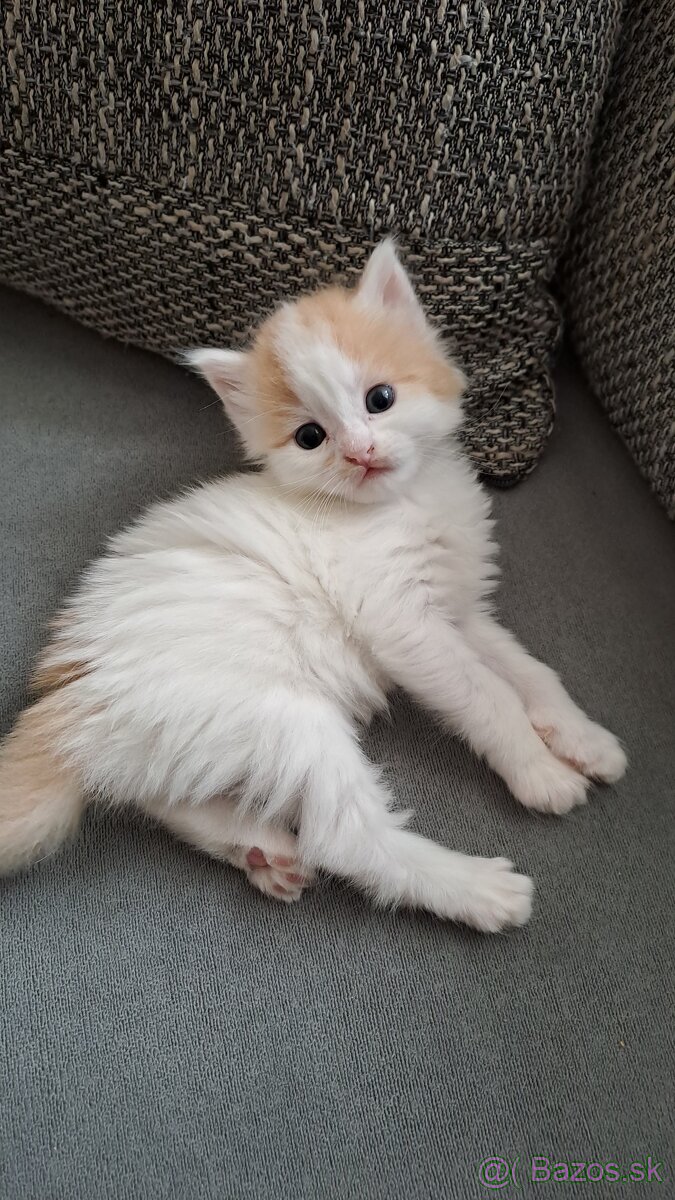 Darujem mačiatka - 2