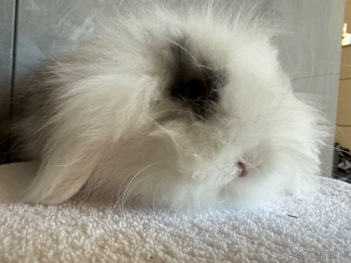 Teddy barančeky - 2