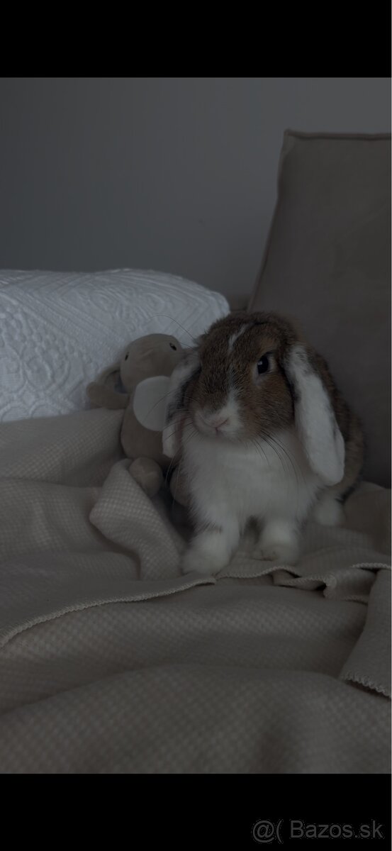 Darujem králička - 2