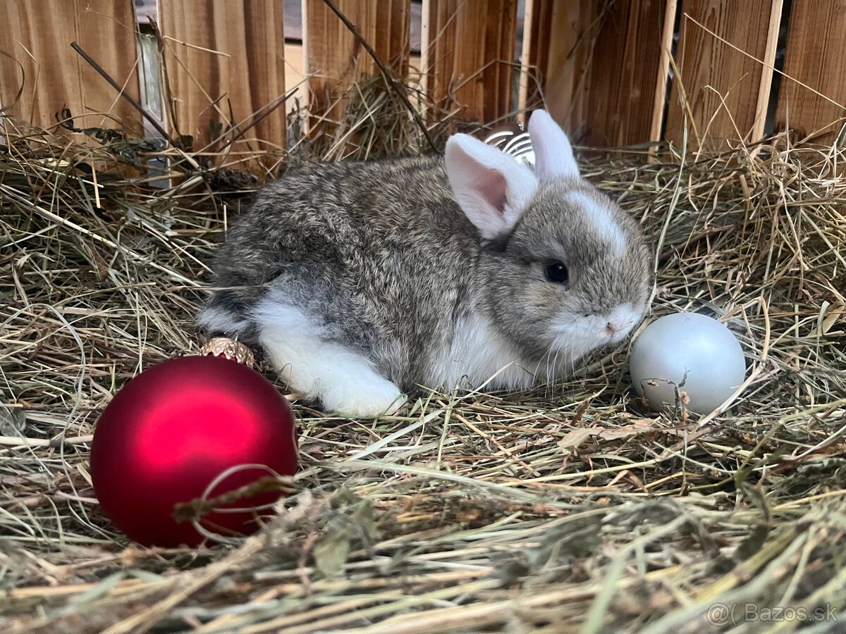 Zakrslý baranček (Minilop) - 2