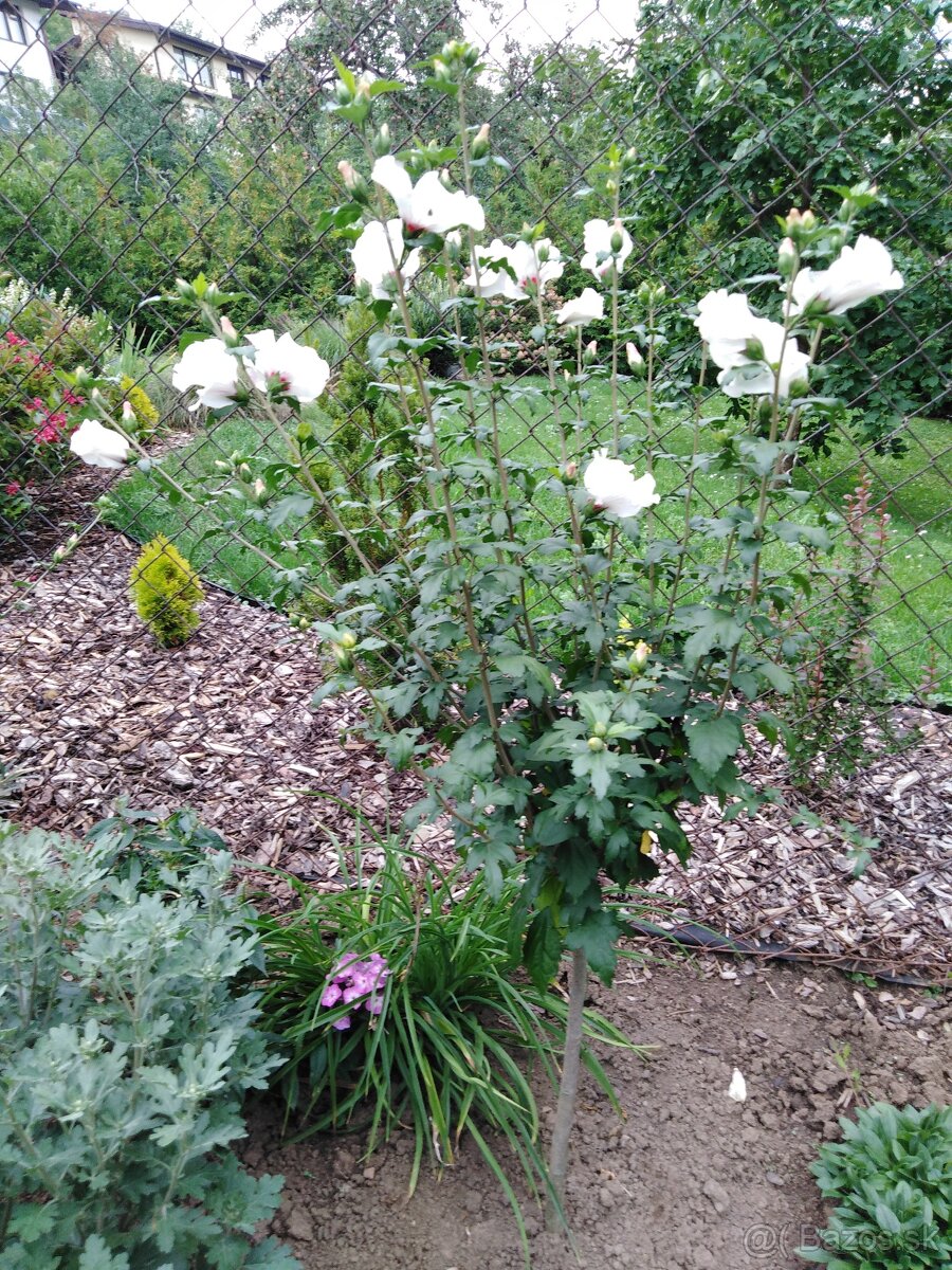 Ibištek sýrsky - stromček alebo krík - 2