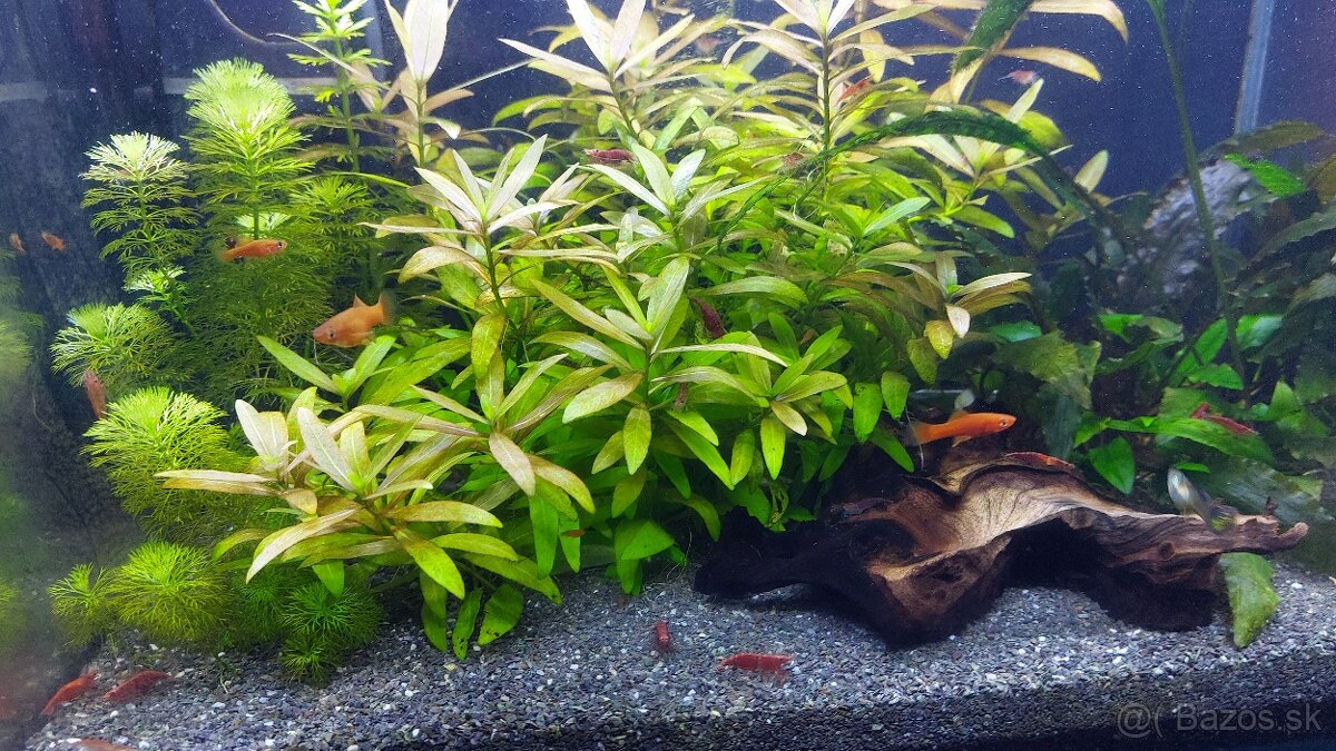 mečúň mexický mladé mečúne - 2