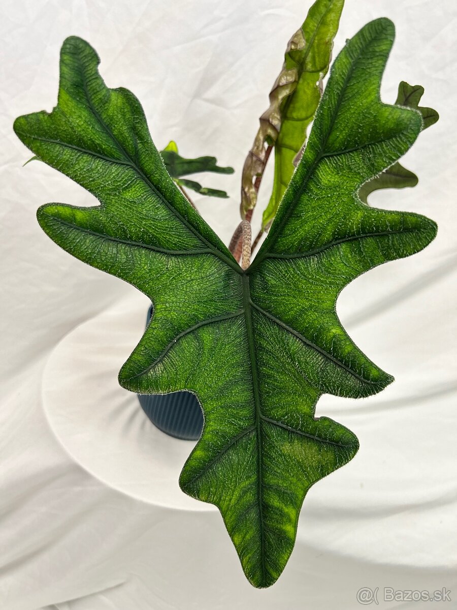 Alocasia Jacklyn - 2