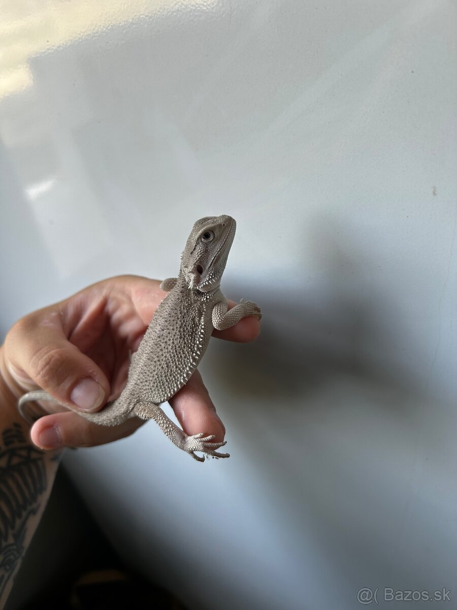 Agama vousatá, samička zero - 2