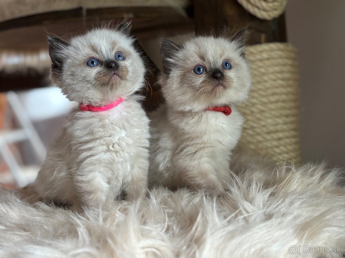 Ragdoll kotě s PP ( FIFE) - 2