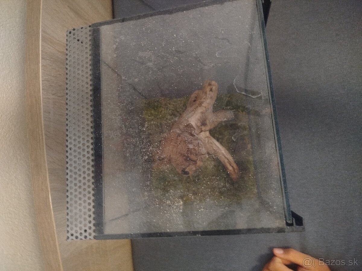 Predám Terarium - 2