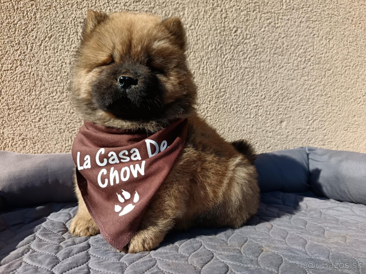 Chow chow - 2