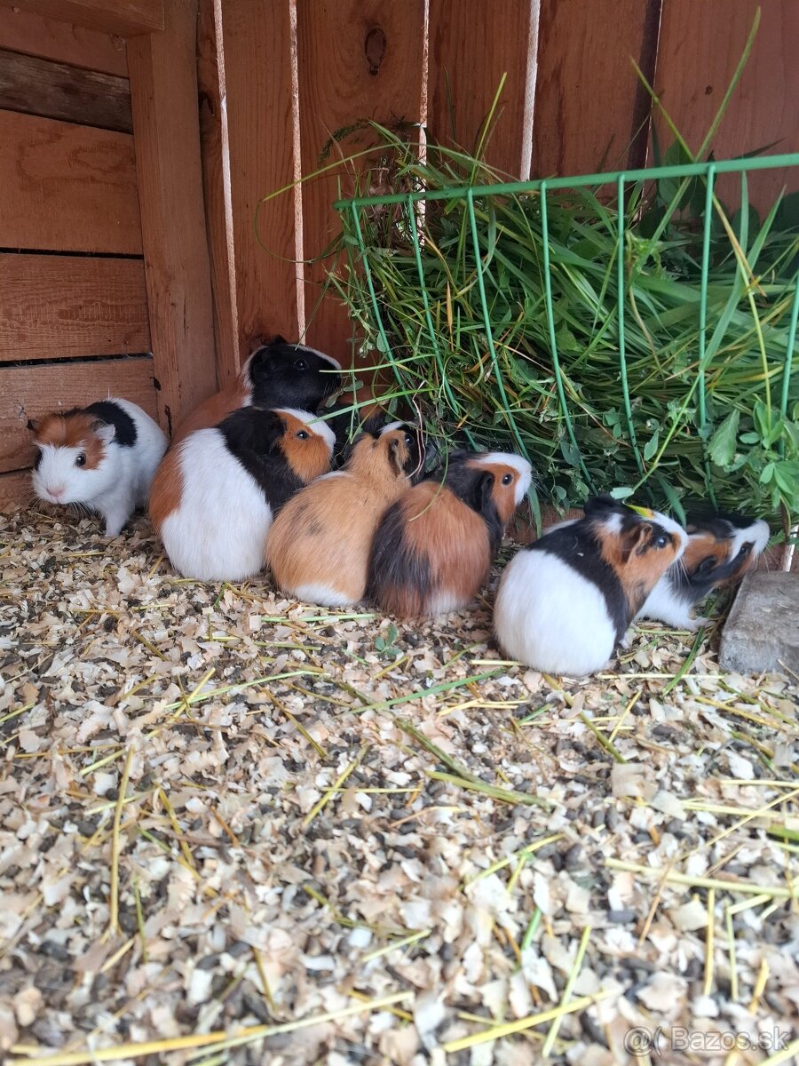 Morča , morské prasiatko, prasiatka - 2