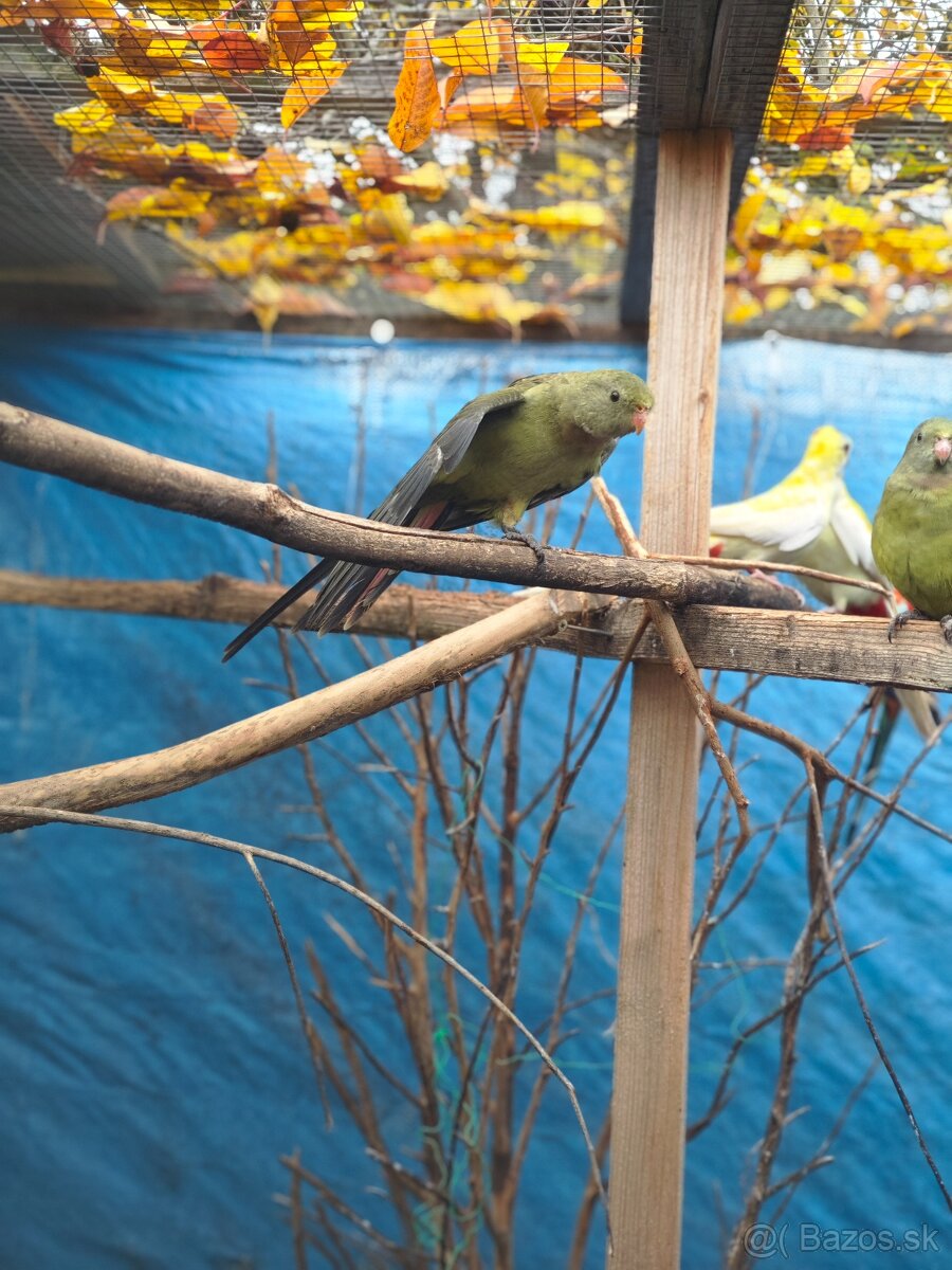 Papagáj nadherny - baraband - 2