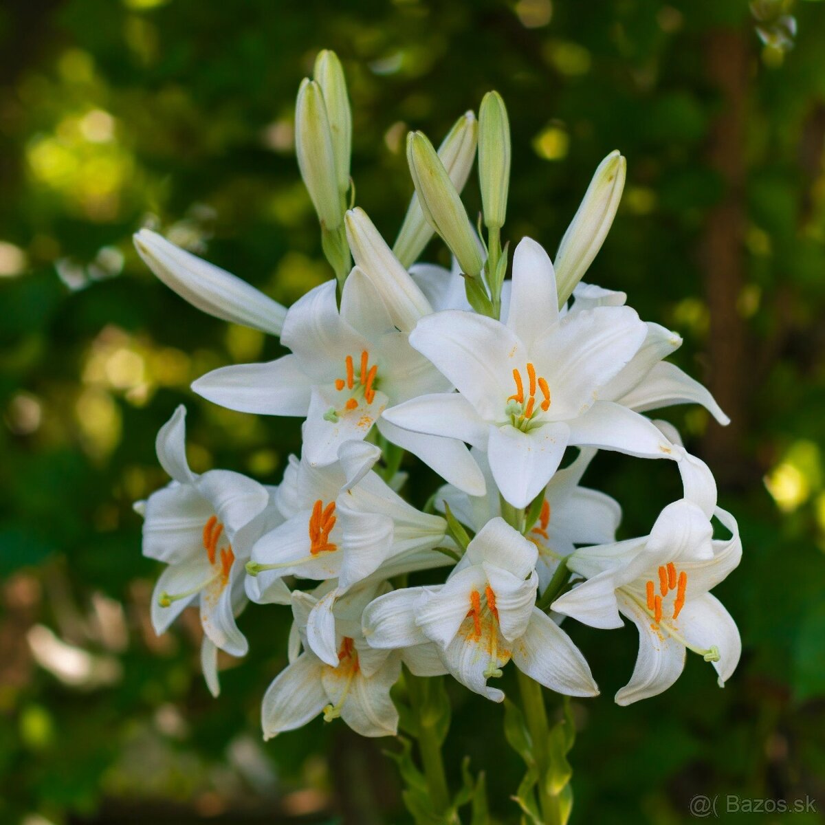 Liečivá ľalia - cibuľky k odberu - 2