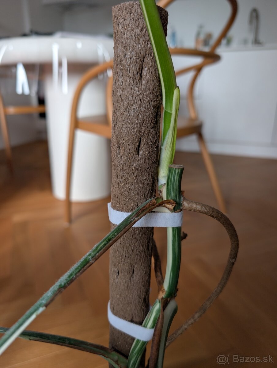Monstera Albo Variegata s novým listom - 2