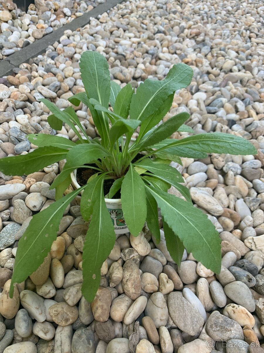 kokarda - 2