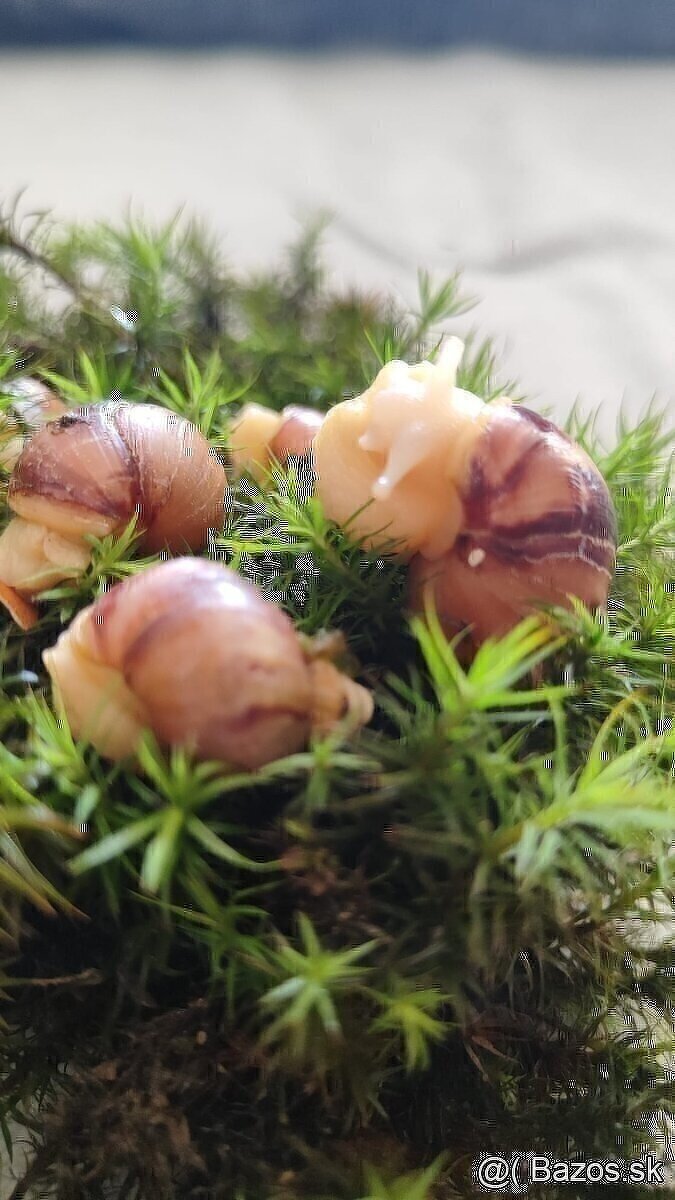 Slimáky achatina - 2