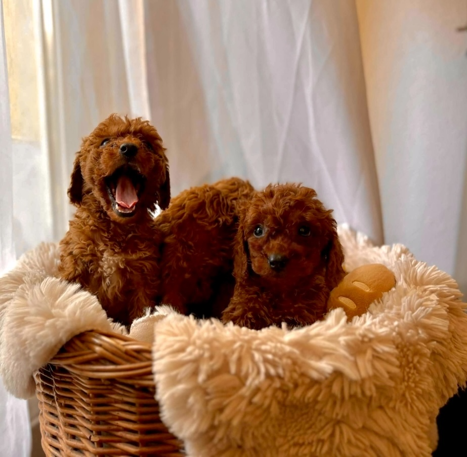 Dark Red miniature / Poodle / Pudlik / Poodel / pudel /pudl - 2