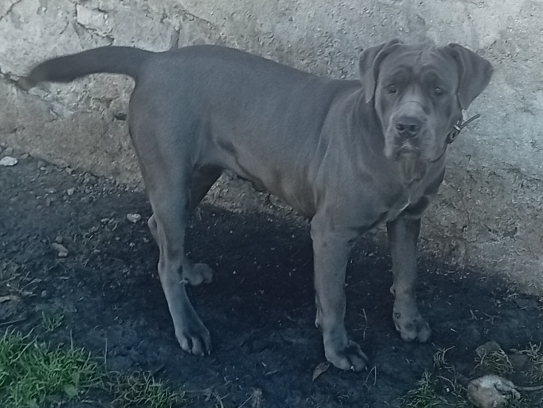 Cane Corso - 2