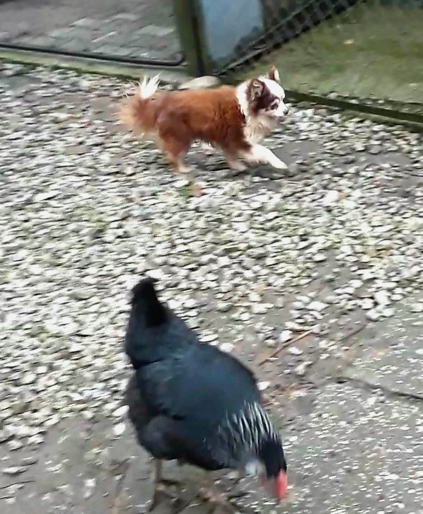 Čivava ‐ dospelý psík - 2