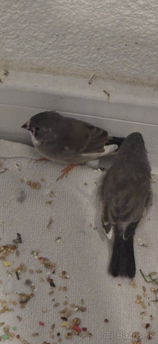 Diamantové holubky a zebricky - 2