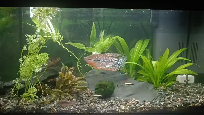 Juwel akvárium 60L komplet - 2