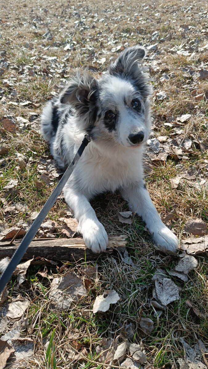 5-mesačné šteniatko Border kolie - merle - 2