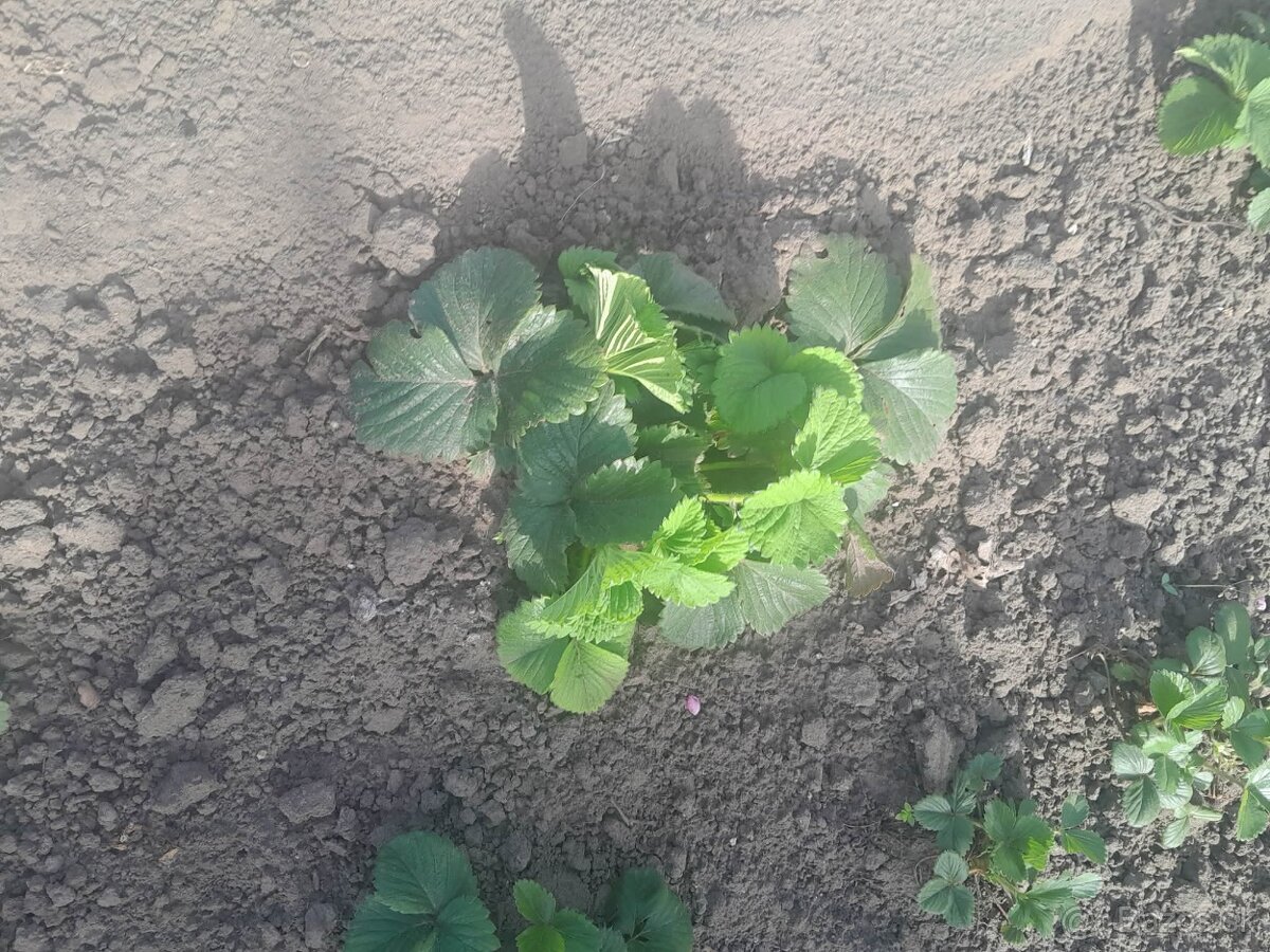 Predám sadenice jahôd - 2