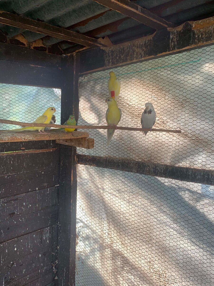 Papagáj spevávý - 2