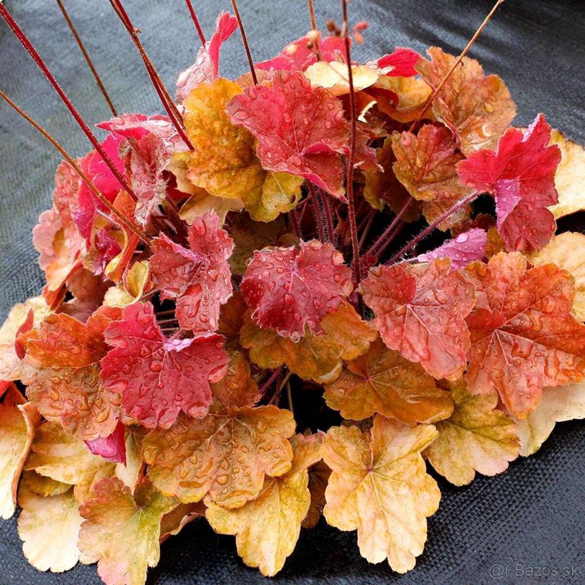 Heuchera žlto-oranžová - 2