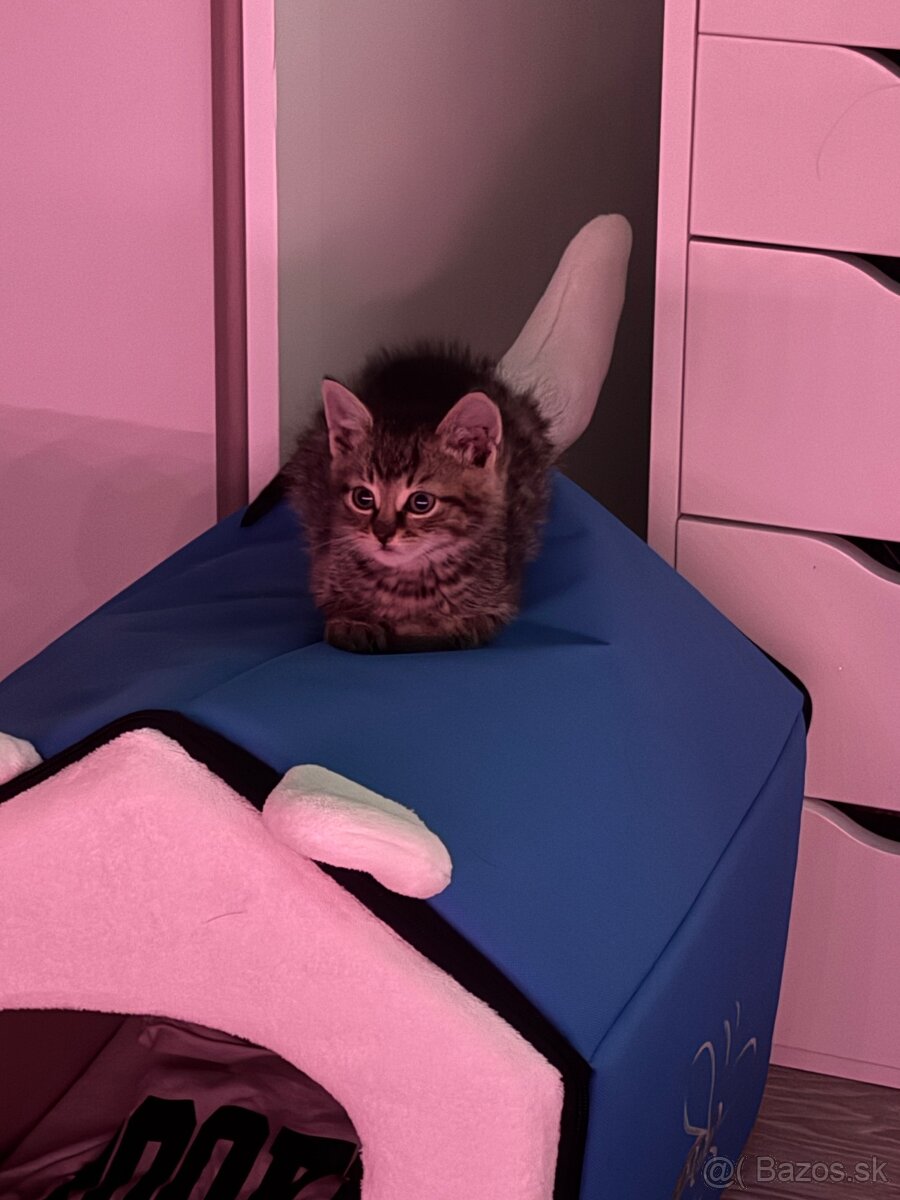 Darujem kocúrika - 2