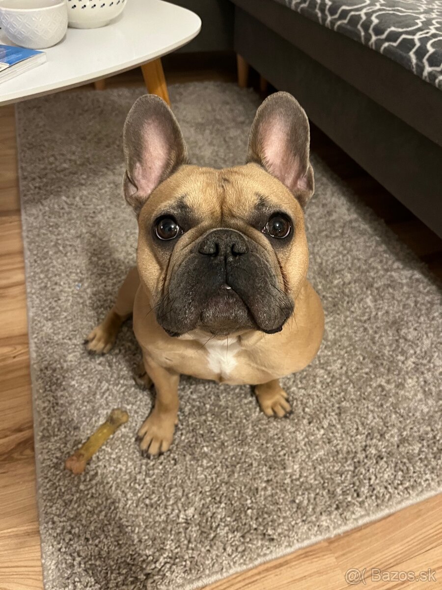 Francúzsky buldoček - 2
