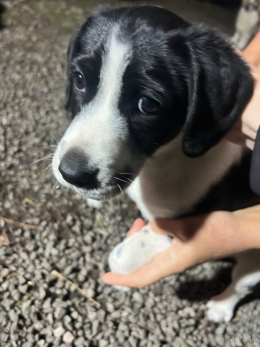 Šteniatko-psík - 2