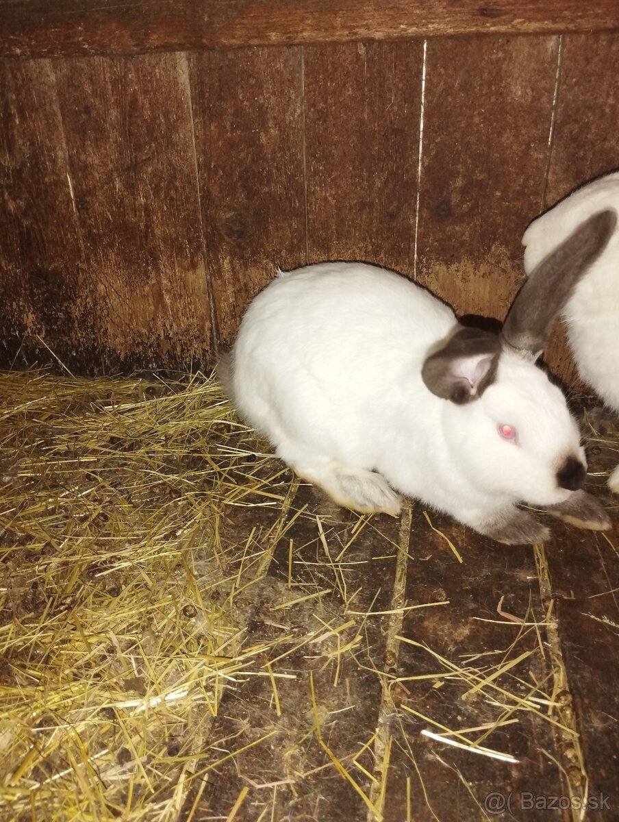 Zajace - 2