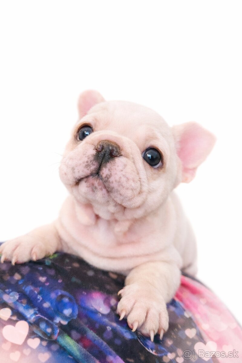 Francouzský buldoček s PP - 2