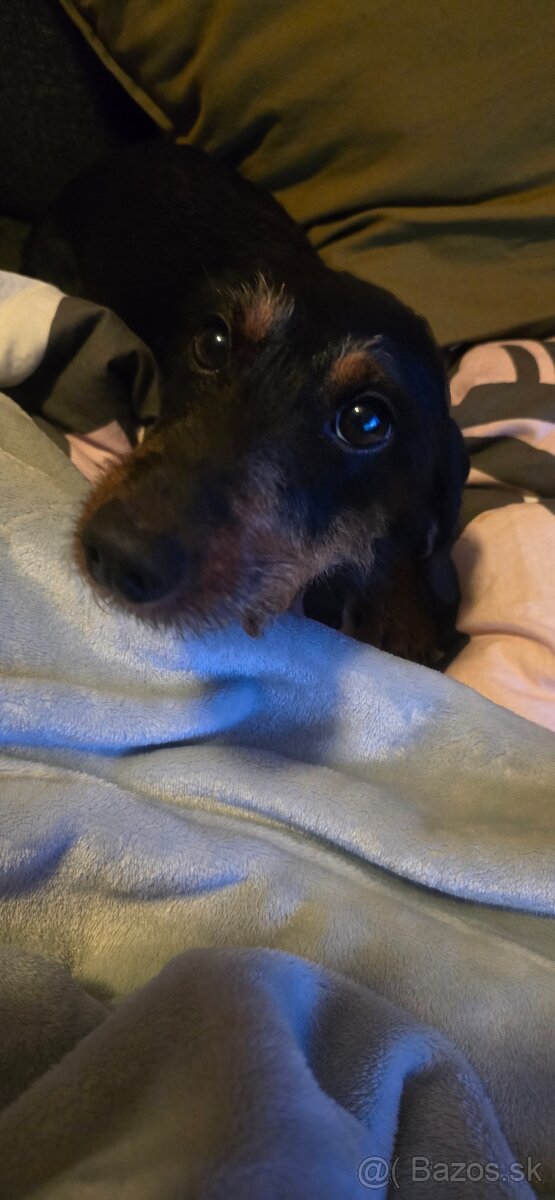 Hrubosrstý jazvečik - 2