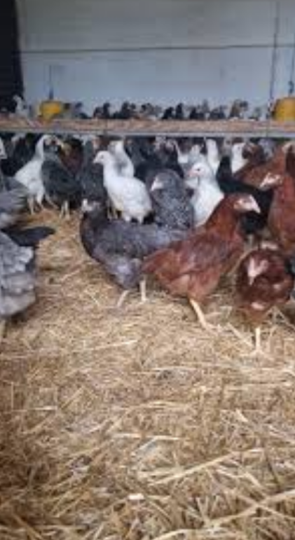 Mládky a Nosnice - 2