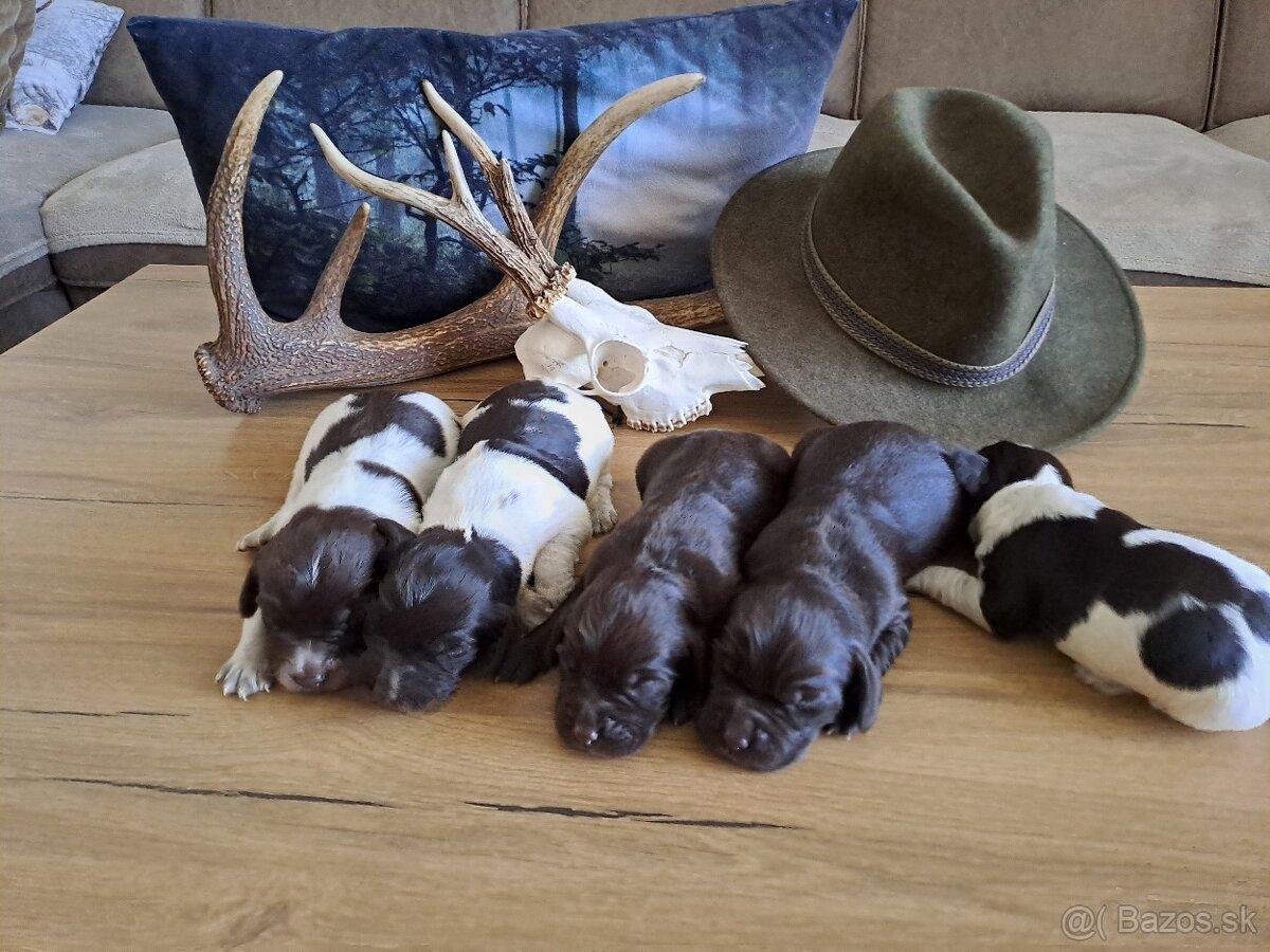 Nemecký prepeličiar - 2