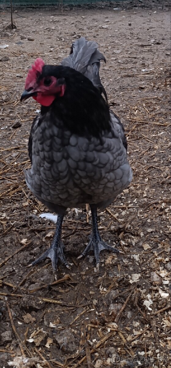 Australorp modra kohutik - 2