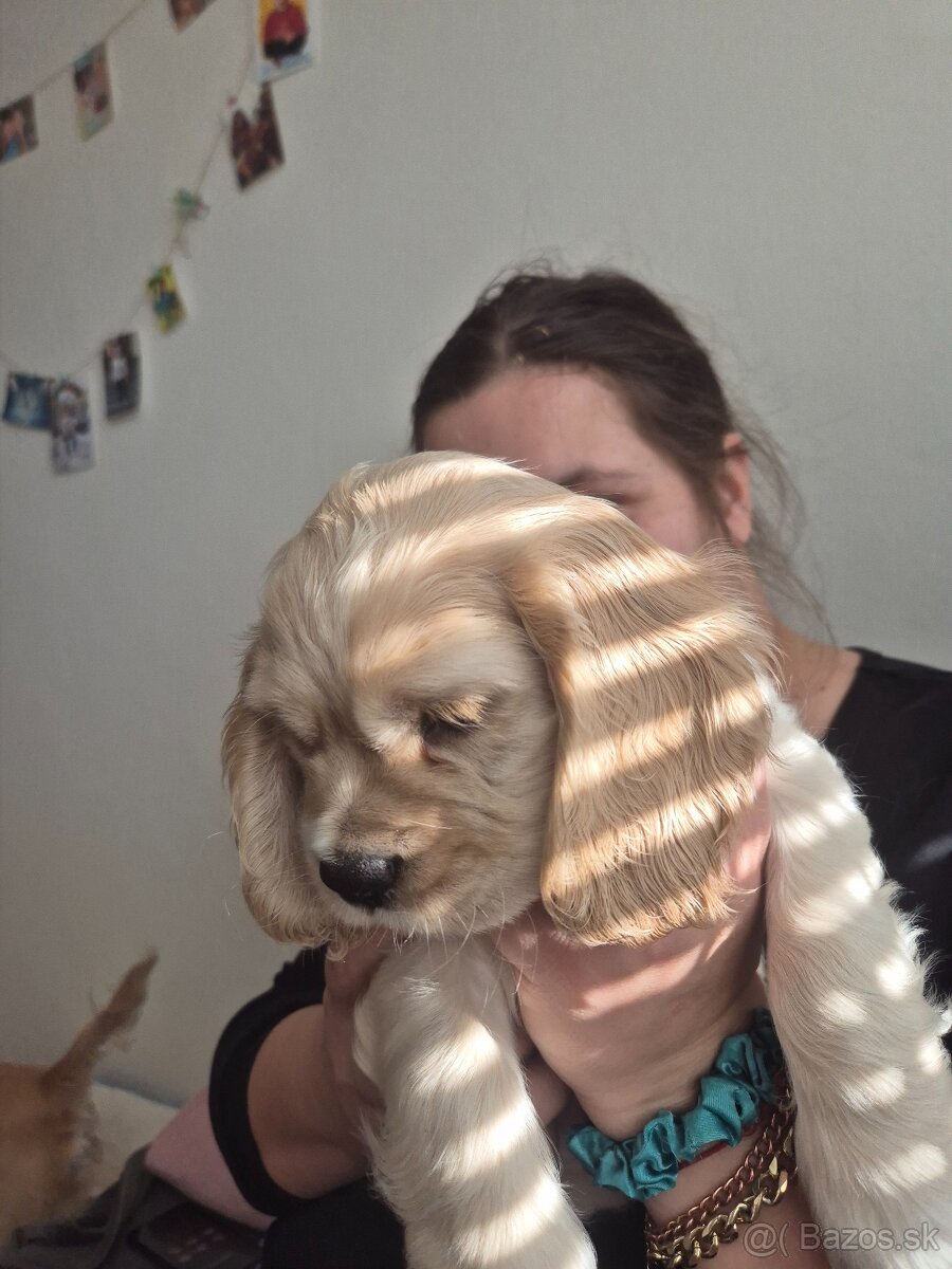 Americký kokeršpaniel - 2