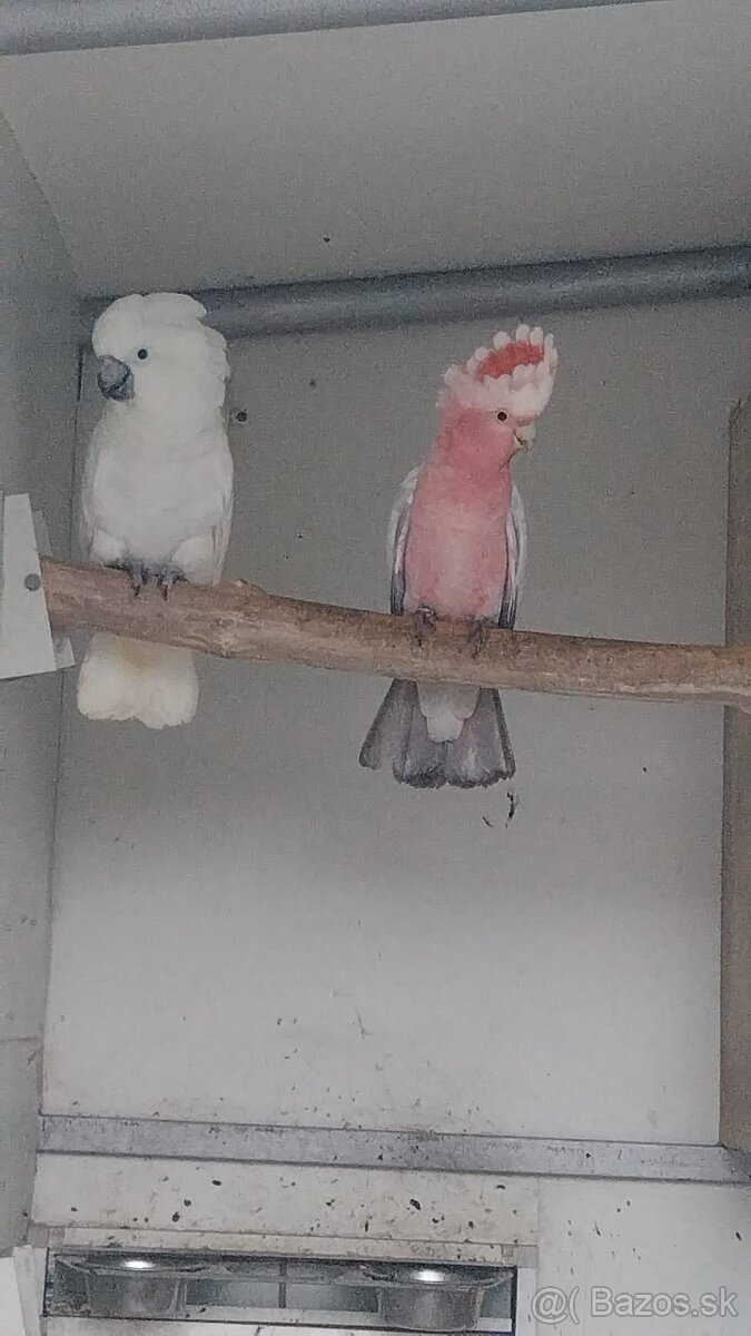 Kakadu inka/ ružový - 2