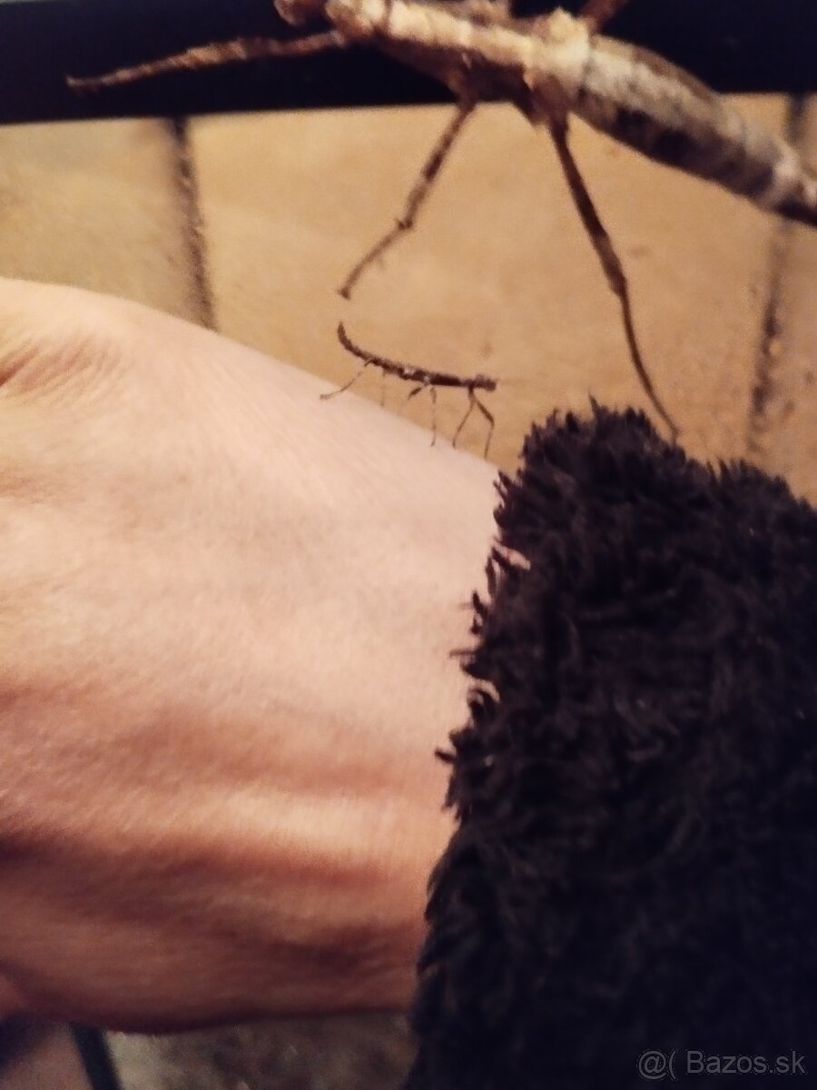 Pakobylka papuánska - 2