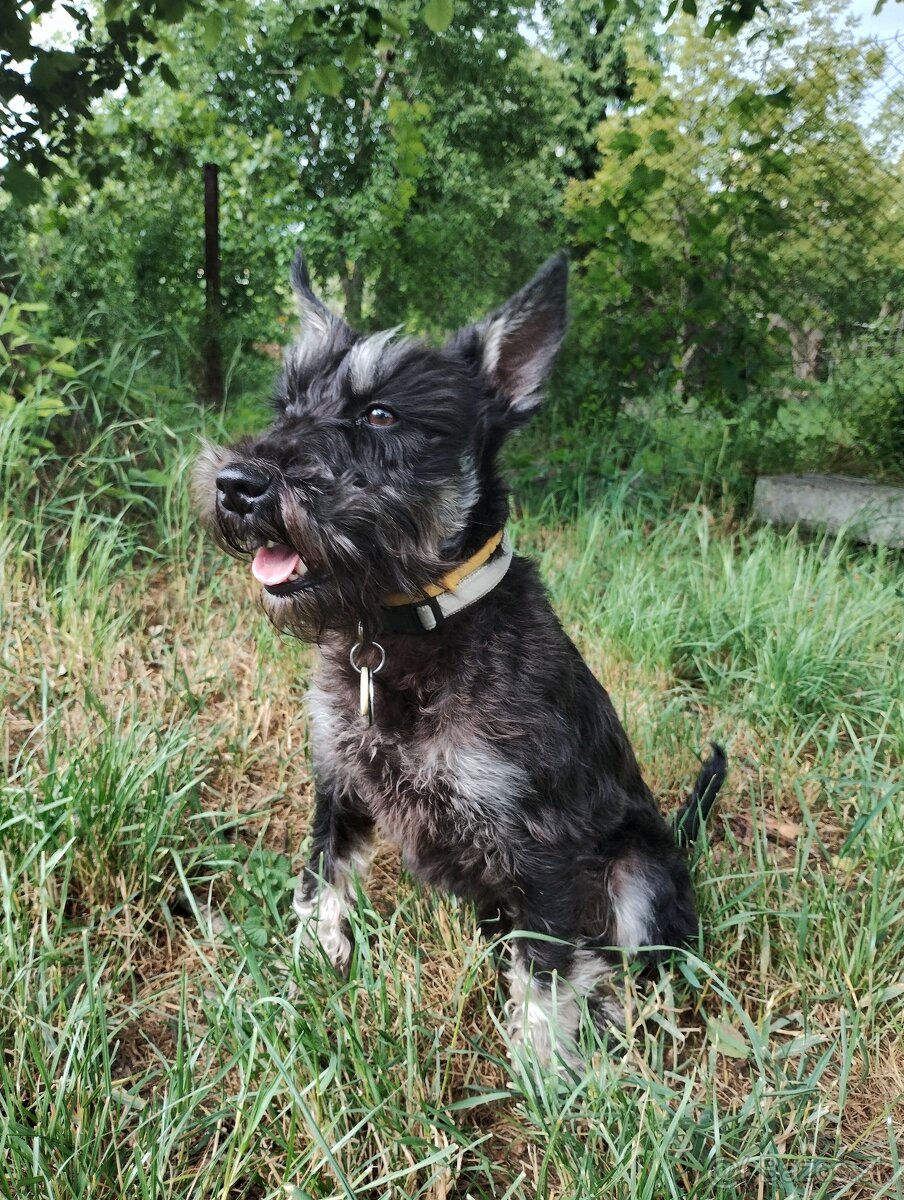 Malý bradáč na krytie - 2