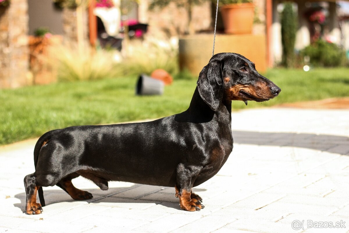 Jazvečík na krytie - 2