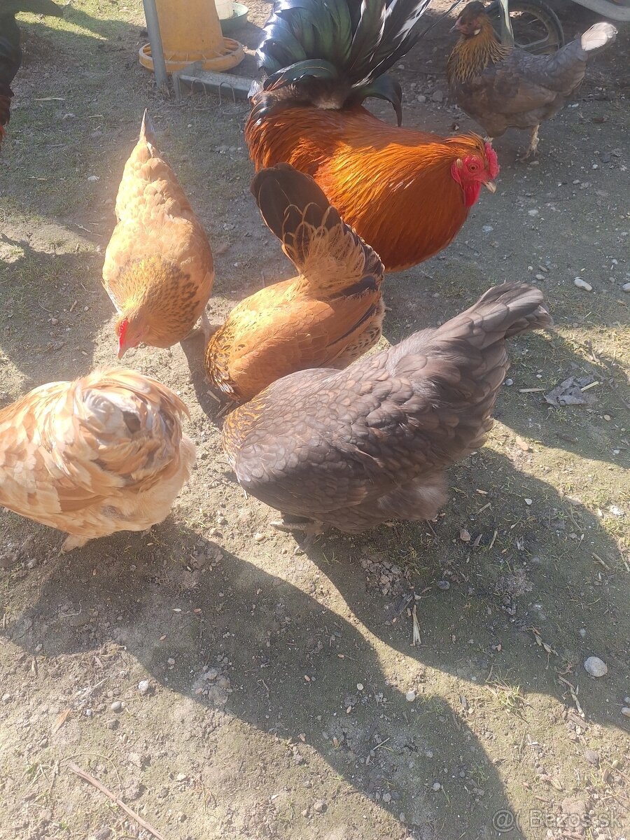 Darujem kohúta s 3 sliepkami - 2
