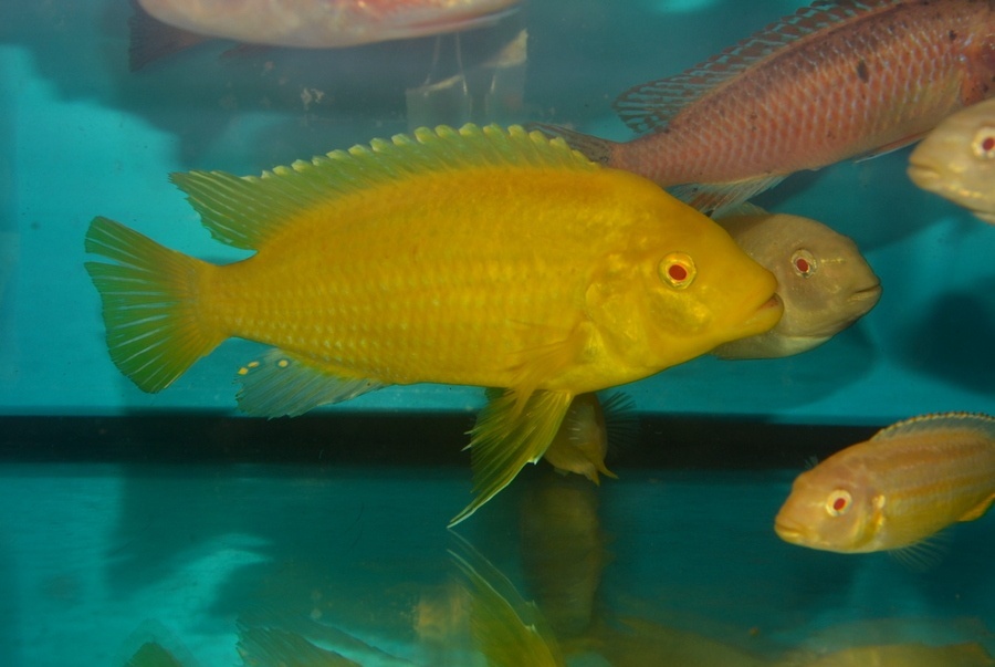 AFRICKÉ CICHLIDY - 2