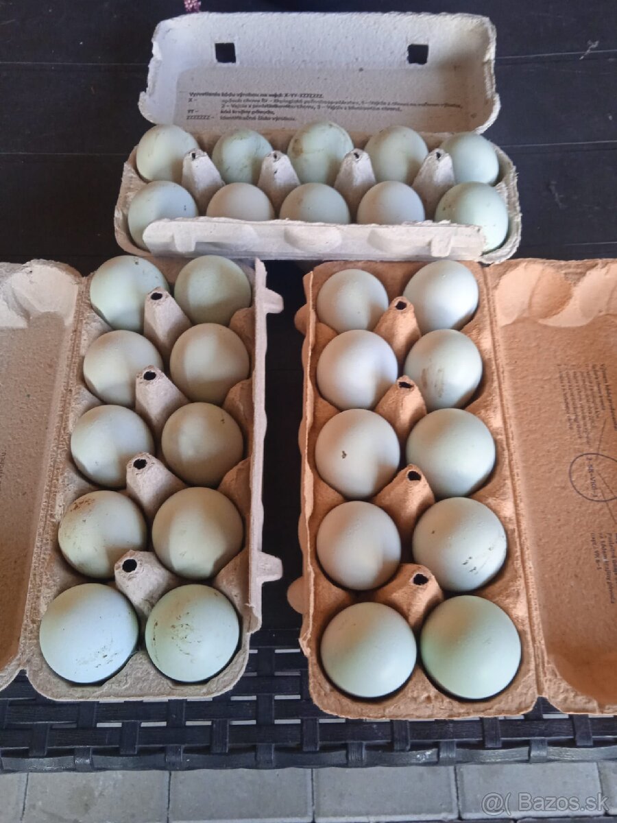 Vajíčka Cream Legbar - 2