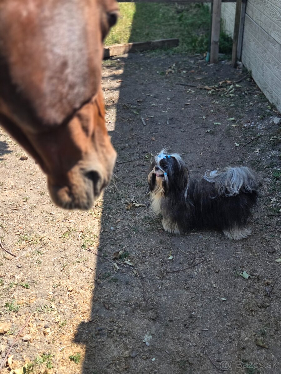 Shih tzu s PP - 2