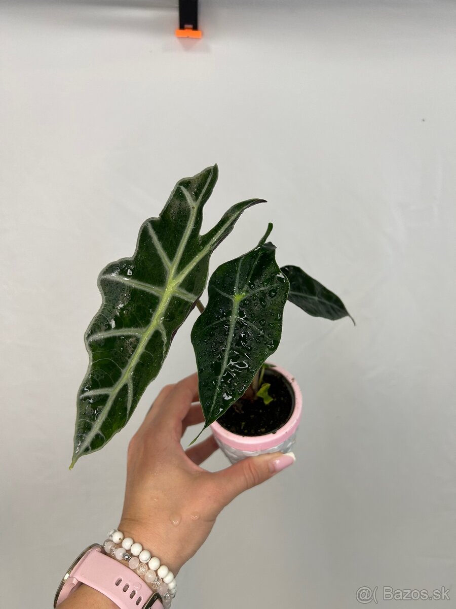 Alocasia Polly (baby) - 2