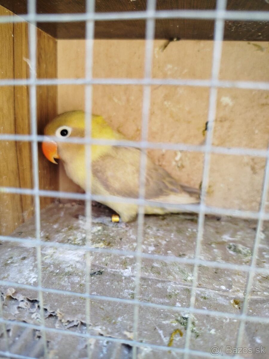 Agapornis škraboškový - 2