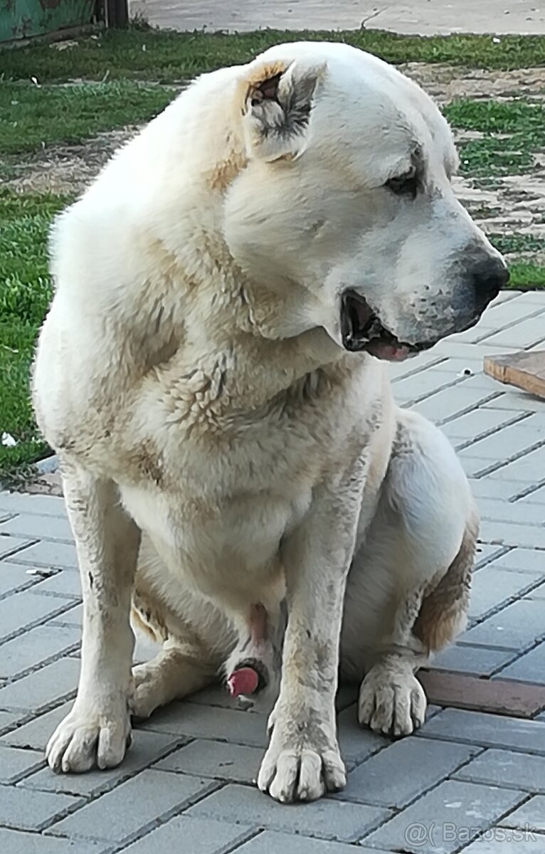 Stredoazijsky ovčiak SAO - krytie - 2